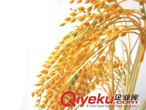 仿真花/裝飾花 供應(yīng)仿真花仿真麥穗假麥穗2叉稻谷仿真稻穗仿真稻谷批發(fā)原始圖片2
