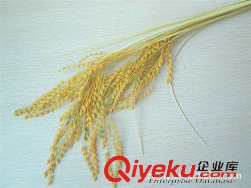 仿真花/裝飾花 供應(yīng)仿真花仿真麥穗假麥穗2叉稻谷仿真稻穗仿真稻谷批發(fā)原始圖片3
