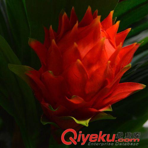 仿真花/裝飾花 家居裝飾仿真樹仿真植物仿真花酒店大廳塑料假樹 1.5米五頭開門紅原始圖片3