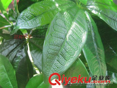 仿真樹/假樹 批發(fā)仿真發(fā)財樹仿真樹塑料植物室內(nèi)酒店客廳裝飾綠色假樹 1.7米原始圖片2