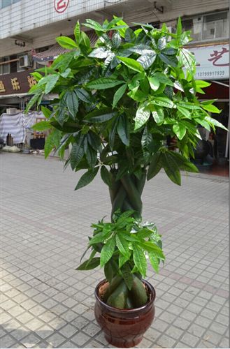 發(fā)財樹 仿真發(fā)財樹室內(nèi)大型綠色大廳酒店塑料假樹裝飾批發(fā) 2米恭喜發(fā)財原始圖片2