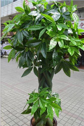 發(fā)財樹 仿真發(fā)財樹室內(nèi)大型綠色大廳酒店塑料假樹裝飾批發(fā) 2米恭喜發(fā)財原始圖片3