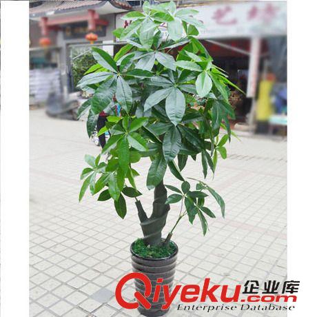 發(fā)財樹 仿真樹植物室內綠色酒店塑料過膠假樹家居裝飾批發(fā) 1.6米發(fā)財樹原始圖片2