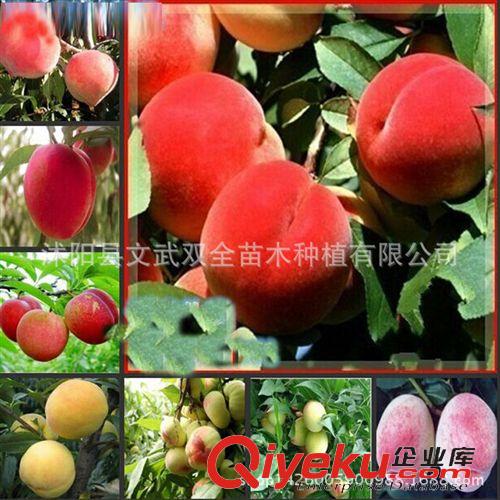 優(yōu)質(zhì)果樹苗 盆栽地栽木瓜苗 蒙山 番木瓜果樹苗南方北方種植當年結(jié)果批發(fā)