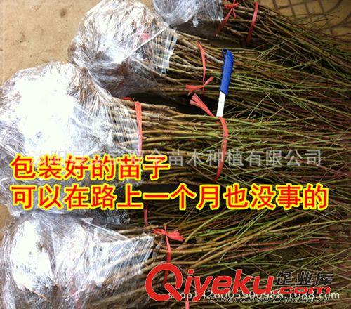 優質果樹苗 批發果樹苗嫁接桃樹苗水蜜桃黃桃多品種 南北方種植 庭院地栽包郵原始圖片2