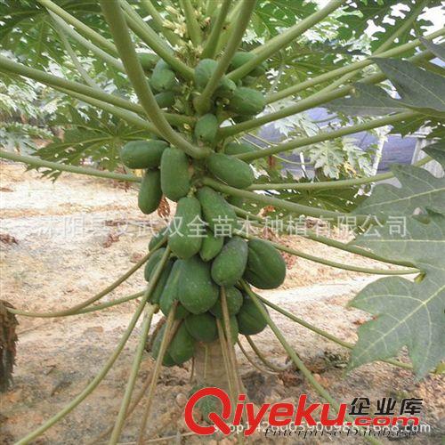 優質果樹苗 批發矮化蘋果苗 短枝蘋果樹苗 易采摘嫁接蘋果苗 早熟高產蘋果