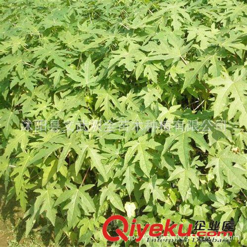 優(yōu)質(zhì)果樹苗 盆栽地栽木瓜苗 蒙山 番木瓜果樹苗南方北方種植當年結(jié)果批發(fā)原始圖片2
