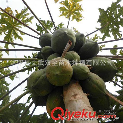 優(yōu)質(zhì)果樹苗 盆栽地栽木瓜苗 蒙山 番木瓜果樹苗南方北方種植當年結(jié)果批發(fā)原始圖片3
