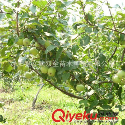優質果樹苗 批發矮化蘋果苗 短枝蘋果樹苗 易采摘嫁接蘋果苗 早熟高產蘋果原始圖片2