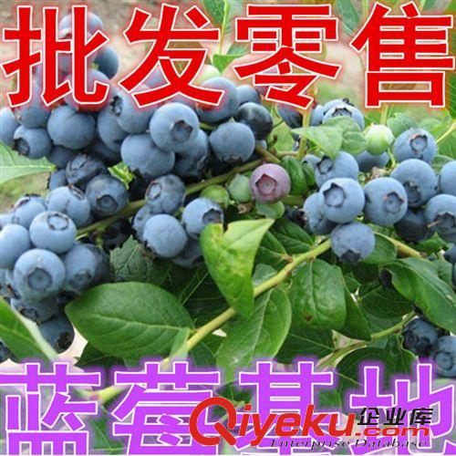優質果樹苗 批發供應嫁接板栗苗 庭院板栗樹苗 栗子苗 全身是寶 種植技術果樹