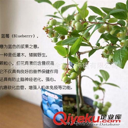 優(yōu)質(zhì)果樹苗 批發(fā)果樹 藍(lán)莓樹苗 藍(lán)莓苗 盆栽果樹苗 兔眼 南方種植 當(dāng)年結(jié)果原始圖片2