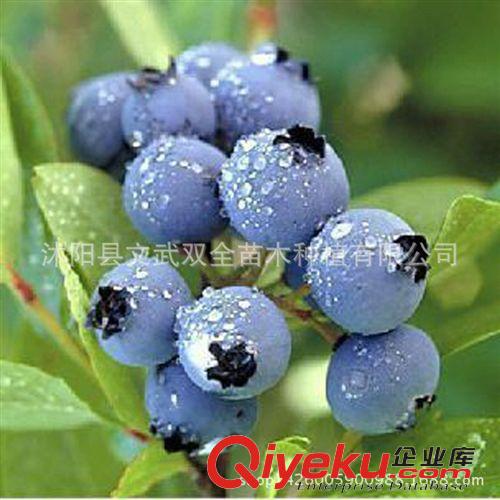 優(yōu)質(zhì)果樹苗 批發(fā)果樹 藍(lán)莓樹苗 藍(lán)莓苗 盆栽果樹苗 兔眼 南方種植 當(dāng)年結(jié)果原始圖片3