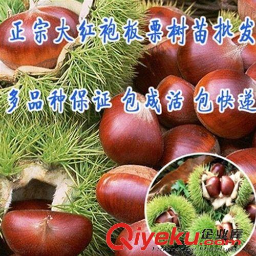 優質果樹苗 批發果樹苗 突尼斯軟籽甜石榴樹苗 甜石榴苗 優質品種果樹苗