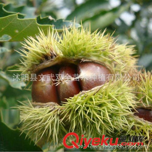 優質果樹苗 批發供應嫁接板栗苗 庭院板栗樹苗 栗子苗 全身是寶 種植技術果樹原始圖片3