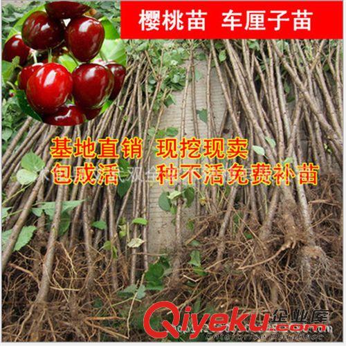 優(yōu)質(zhì)果樹苗 批發(fā)盆栽果樹苗 橘子樹苗 橘子當年結(jié)果大果香甜桔子苗