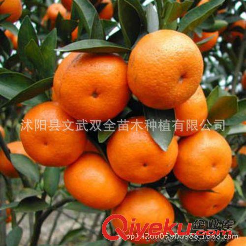優(yōu)質(zhì)果樹苗 批發(fā)盆栽果樹苗 橘子樹苗 橘子當年結(jié)果大果香甜桔子苗原始圖片2