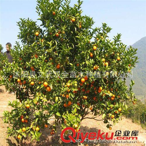 優(yōu)質(zhì)果樹苗 批發(fā)盆栽果樹苗 橘子樹苗 橘子當年結(jié)果大果香甜桔子苗原始圖片3