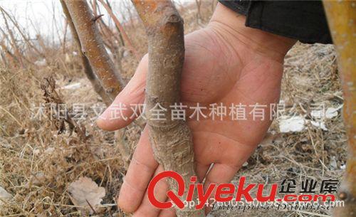 優(yōu)質果樹苗 豐產 山楂苗 大糖球山楂樹苗 大果山楂果樹苗 酸甜可口 當年結果原始圖片3