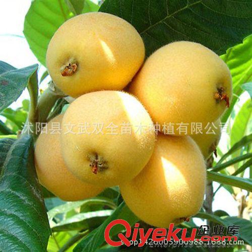 優質果樹苗 枇杷苗直銷 枇杷苗木 大五星枇杷樹苗 南方果樹苗 現貨 優質品種