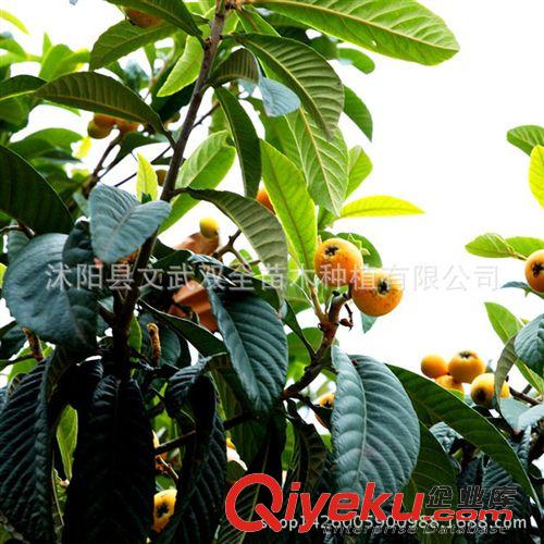 優質果樹苗 枇杷苗直銷 枇杷苗木 大五星枇杷樹苗 南方果樹苗 現貨 優質品種原始圖片2
