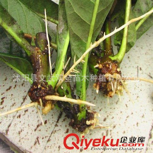 優質果樹苗 枇杷苗直銷 枇杷苗木 大五星枇杷樹苗 南方果樹苗 現貨 優質品種原始圖片3