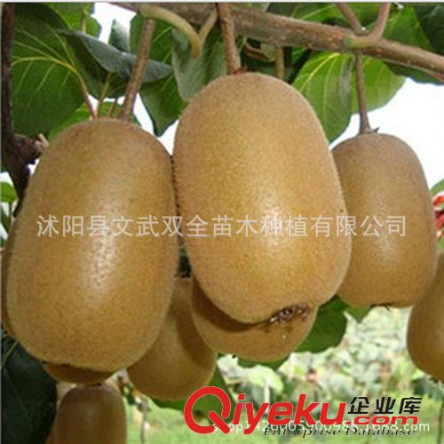 優質果樹苗 果樹苗 盆栽地栽 無花果樹苗 當年結果 無花果苗南方北方種植批發
