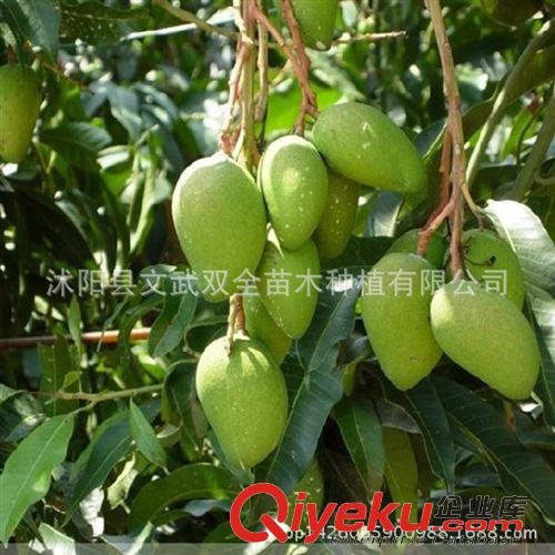 優質果樹苗 批發凱特芒果苗 漢塘名優果樹育苗基地長期供應{zy}質的果樹苗原始圖片3