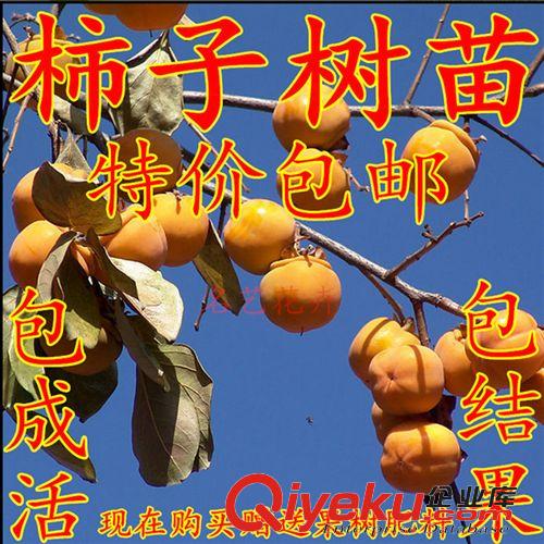 優質果樹苗 批發包郵晚秋黃梨樹苗 梨樹苗 果樹苗 當年結果 盆栽地栽嫁接苗