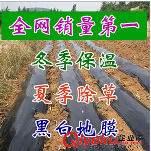 園藝用品 批發(fā)優(yōu)質(zhì)大棚塑料薄膜 PE薄膜地膜大棚膜農(nóng)膜 透明耐用專業(yè)生產(chǎn)