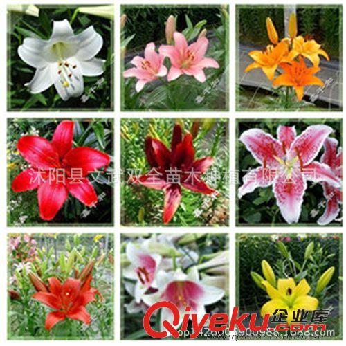 園藝用品 廠家直銷(xiāo)批發(fā)遮陽(yáng)網(wǎng)2針 藍(lán)色 防曬網(wǎng) 隔熱網(wǎng)  彩色遮陽(yáng)網(wǎng)