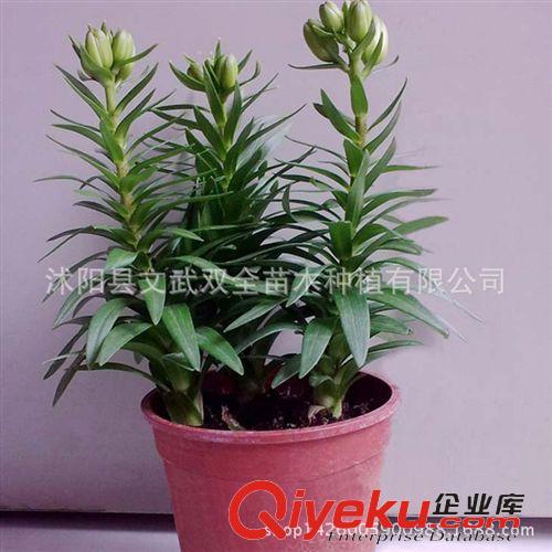 種球 直銷批發(fā) 盆栽花卉 球根植物 荷蘭進口百合種球混裝 量大從優(yōu)原始圖片2