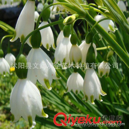種球 直銷批發(fā) 盆栽花卉 球根植物 荷蘭進口百合種球混裝 量大從優(yōu)
