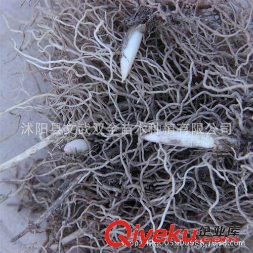 種球 基地直銷批發 鈴蘭 鈴蘭種根 種球花卉 盆栽花卉 量大優惠