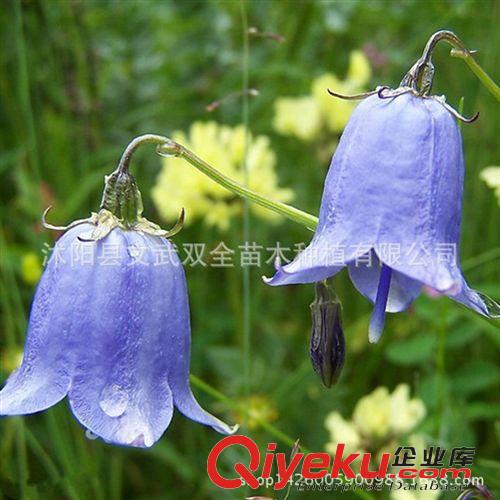種球 基地直銷批發 鈴蘭 鈴蘭種根 種球花卉 盆栽花卉 量大優惠