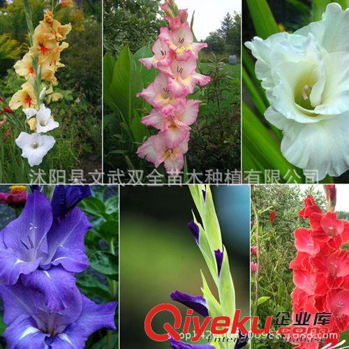 種球 荷蘭進(jìn)口觀花種球根 盆栽植物花卉 唐菖蒲種球 劍蘭種球 可水培原始圖片2