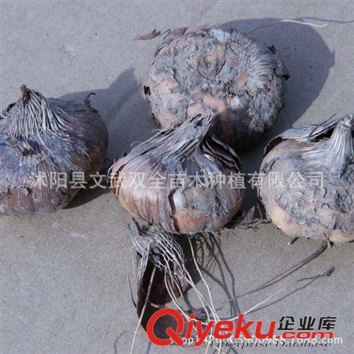 種球 荷蘭進(jìn)口觀花種球根 盆栽植物花卉 唐菖蒲種球 劍蘭種球 可水培原始圖片3