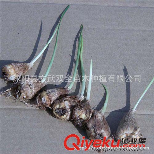 種球 荷蘭進(jìn)口觀花種球根 盆栽植物花卉 唐菖蒲種球 劍蘭種球 可水培