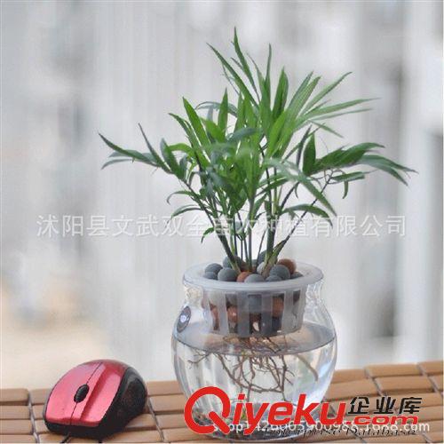 室內(nèi)盆栽類 盆栽花卉水培植物袖珍椰子 辦公室室內(nèi) 防輻射創(chuàng)意綠植盆景