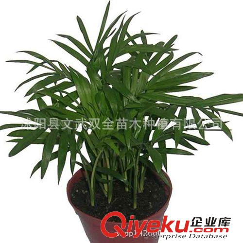 室內(nèi)盆栽類 盆栽花卉水培植物袖珍椰子 辦公室室內(nèi) 防輻射創(chuàng)意綠植盆景