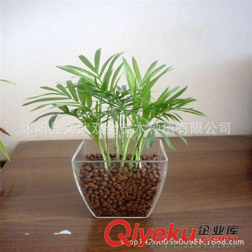 室內(nèi)盆栽類 盆栽花卉水培植物袖珍椰子 辦公室室內(nèi) 防輻射創(chuàng)意綠植盆景