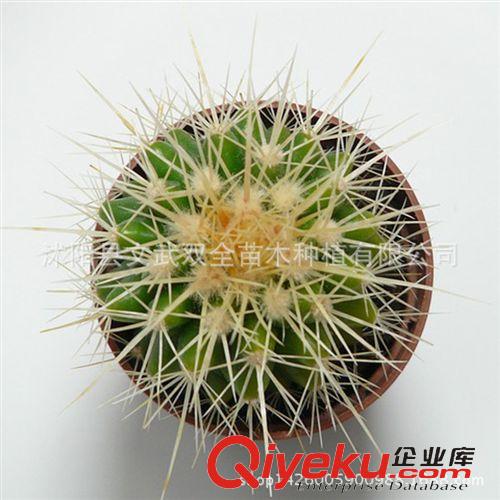 室內(nèi)盆栽類 辦公室內(nèi)桌面綠植仙人掌花卉防輻射多肉植物仙人球金冠