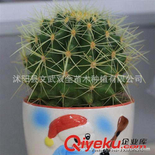 室內(nèi)盆栽類 辦公室內(nèi)桌面綠植仙人掌花卉防輻射多肉植物仙人球金冠