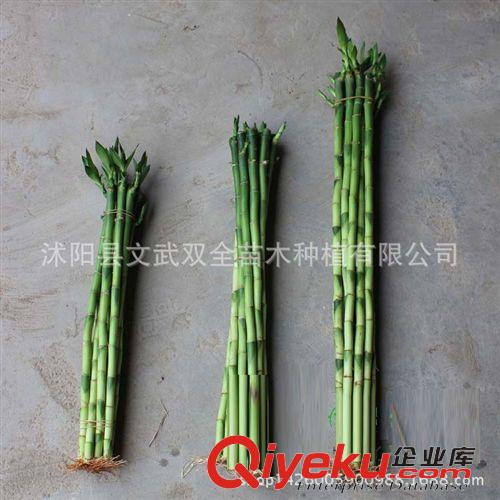 室內盆栽類 批發花卉盆栽水培觀賞辦公室桌面創意綠植各類尺寸 單枝富貴直竹