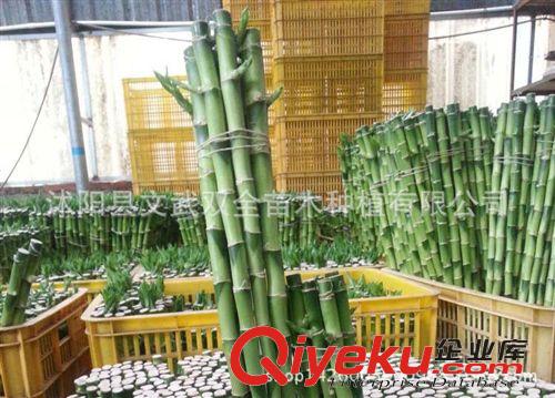 室內盆栽類 批發花卉盆栽水培觀賞辦公室桌面創意綠植各類尺寸 單枝富貴直竹