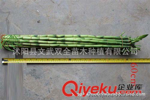 室內盆栽類 批發花卉盆栽水培觀賞辦公室桌面創意綠植各類尺寸 單枝富貴直竹