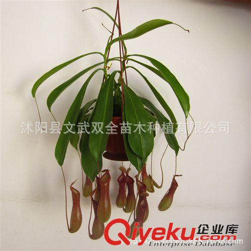 室內(nèi)盆栽類 豬籠草 吃蟲 驅(qū)蟲 防蚊 配吊鉤 吃蟲草 抓蟲草 盆栽 花卉 苗木