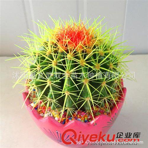 室內盆栽類 批發微景觀背景蕨類植物盆栽翠云草又名 綠色幸福草吉祥草