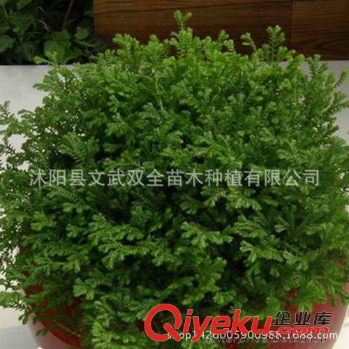 室內盆栽類 批發微景觀背景蕨類植物盆栽翠云草又名 綠色幸福草吉祥草原始圖片3