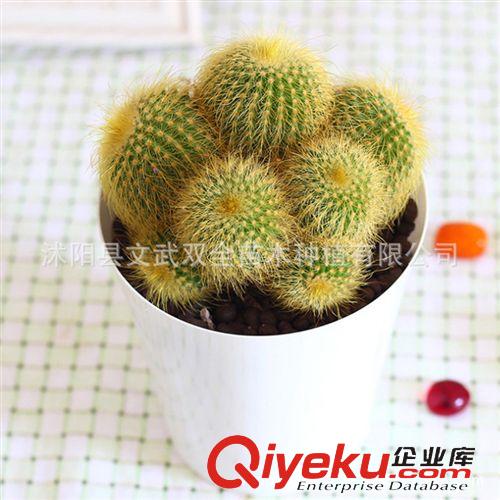 室內(nèi)盆栽類 金絲猴仙人球 防輻射仙人球 多肉室內(nèi)盆栽迷你植物 電腦邊必備