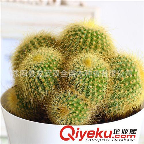 室內(nèi)盆栽類 金絲猴仙人球 防輻射仙人球 多肉室內(nèi)盆栽迷你植物 電腦邊必備原始圖片2